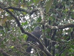 Columba elphinstonii