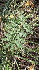 Artemisia tanacetifolia
