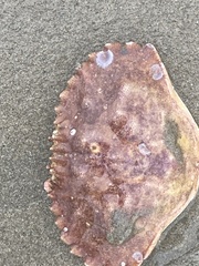 Metacarcinus anthonyi