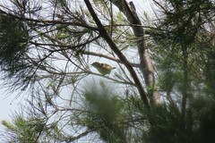 Acanthiza chrysorrhoa