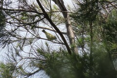 Acanthiza chrysorrhoa