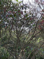 Viburnum luzonicum