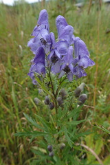 Aconitum sachalinense