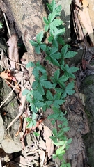 Tetrastigma obtectum