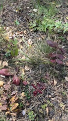 Potentilla fragarioides