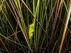 Litoria olongburensis