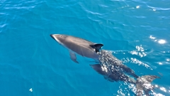 Sagmatias obscurus