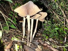 Psilocybe cyanescens