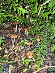 Psilocybe cyanescens