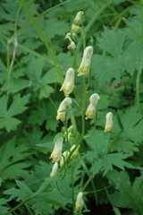 Aconitum umbrosum