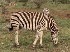 Equus quagga chapmani