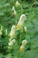 Aconitum umbrosum