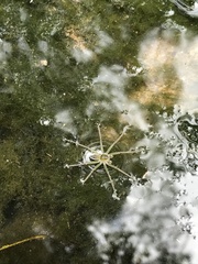 Dolomedes facetus