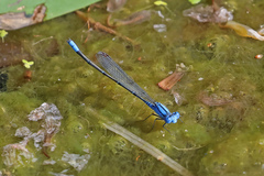 Pseudagrion cingillum
