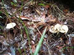 Amanita farinacea