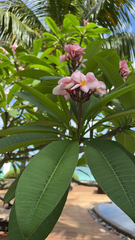 Plumeria rubra