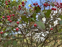 Viburnum luzonicum