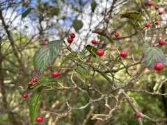 Viburnum luzonicum