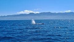 Physeter macrocephalus