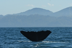 Physeter macrocephalus