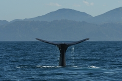 Physeter macrocephalus