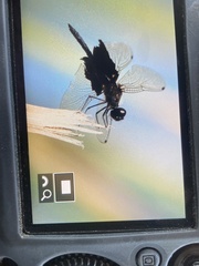 Rhyothemis semihyalina