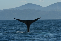 Physeter macrocephalus
