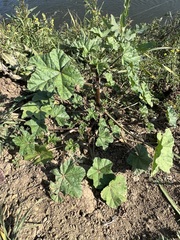Malva verticillata
