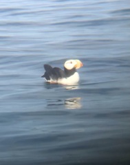 Fratercula corniculata