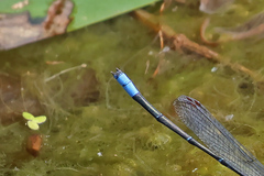 Pseudagrion cingillum