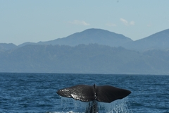 Physeter macrocephalus
