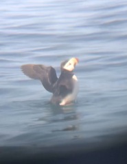 Fratercula corniculata