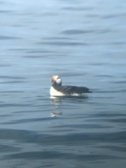 Fratercula corniculata