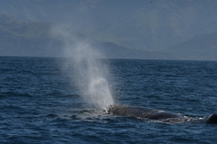 Physeter macrocephalus