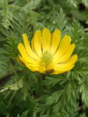 Adonis amurensis