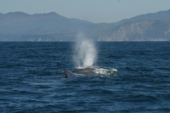 Physeter macrocephalus