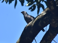 Buteo plagiatus