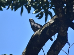 Buteo plagiatus
