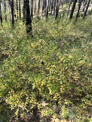 Rhododendron dauricum