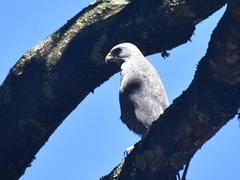 Buteo plagiatus