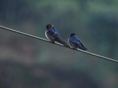 Hirundo domicola