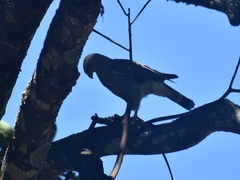 Buteo plagiatus