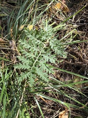 Artemisia tanacetifolia