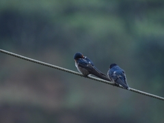 Hirundo domicola