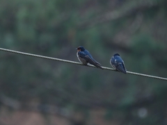 Hirundo domicola