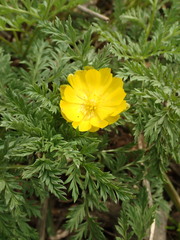 Adonis amurensis