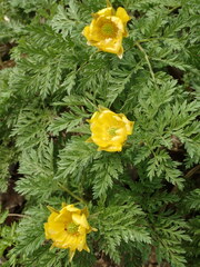Adonis amurensis