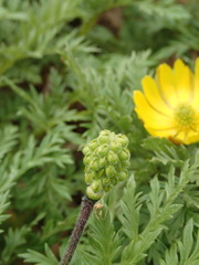Adonis amurensis