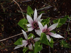 Caltha introloba