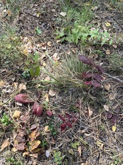 Potentilla fragarioides